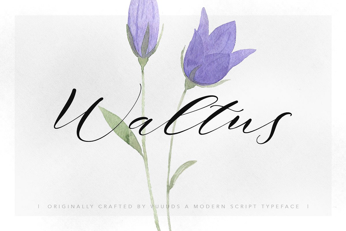 Waltus Script