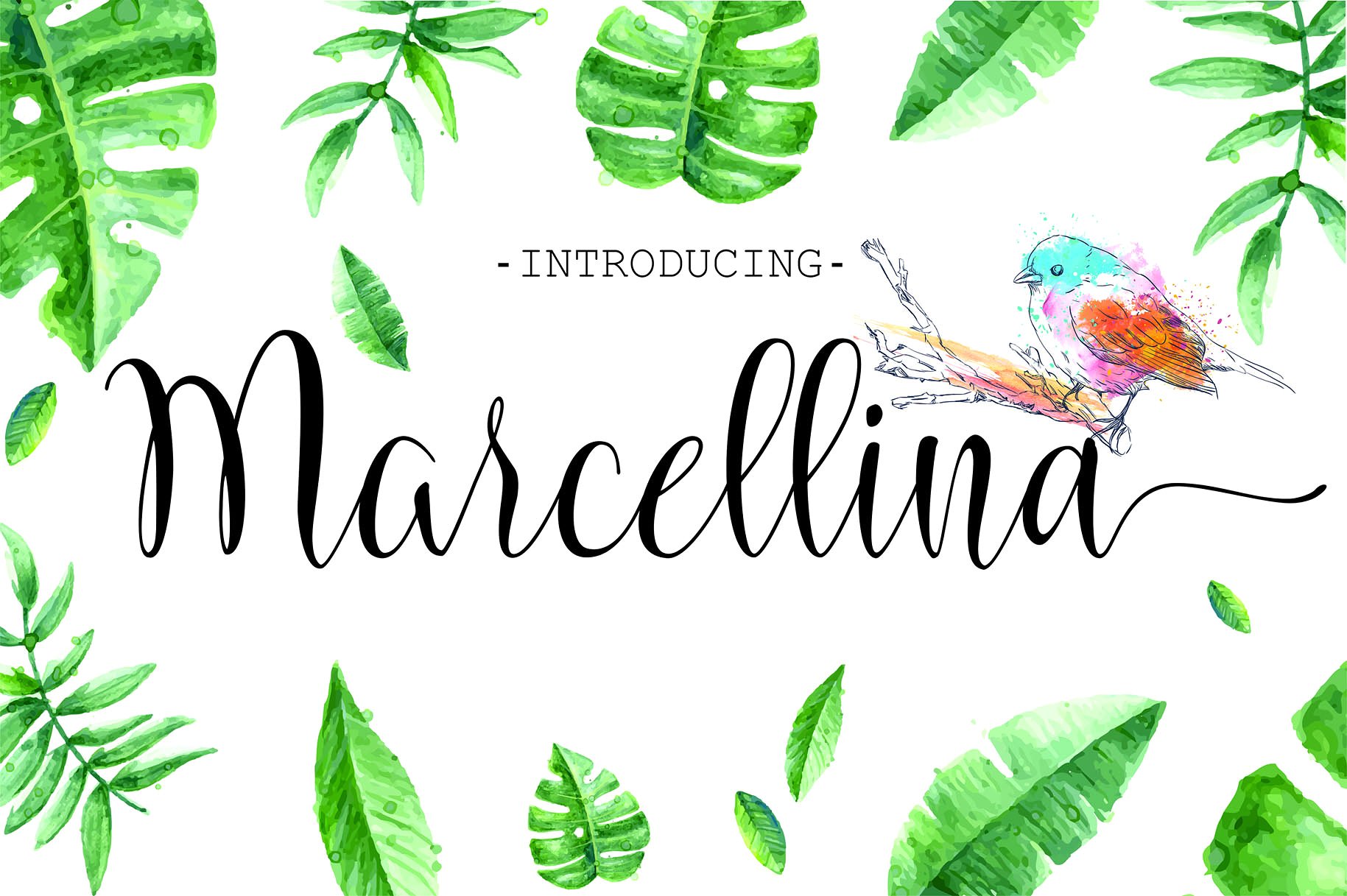 Marcellina Script
