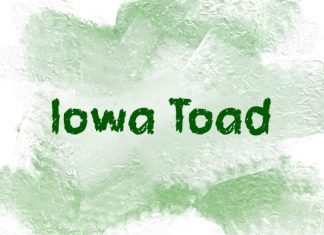 Iowa Toad Font preview image 1