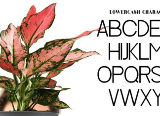 Aglo Font preview image 3