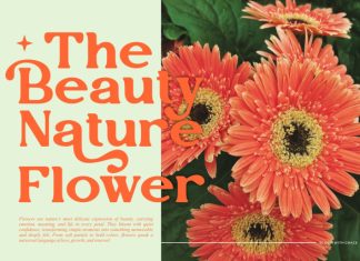 Vegitto || Vintage Retro Serif Font preview image 2