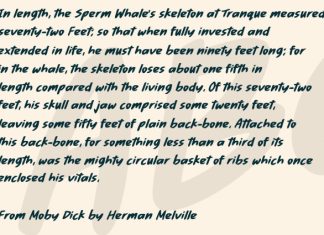 Seahorse Font preview image 3