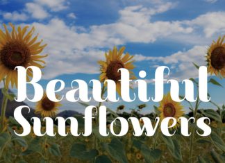 Appear In Style Font preview image 3